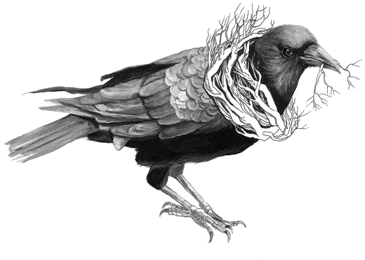 Image Free Common Raven Bird Crow Transprent Png Free - Bird Drawings Crows (570x798), Png Download