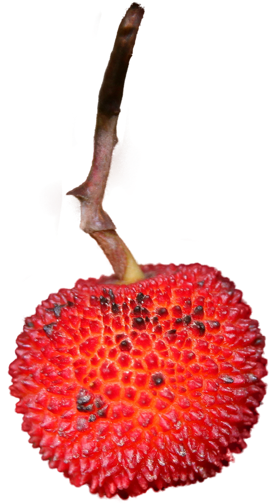 Strawberry Isolated Fruit - Fruit (877x1280), Png Download