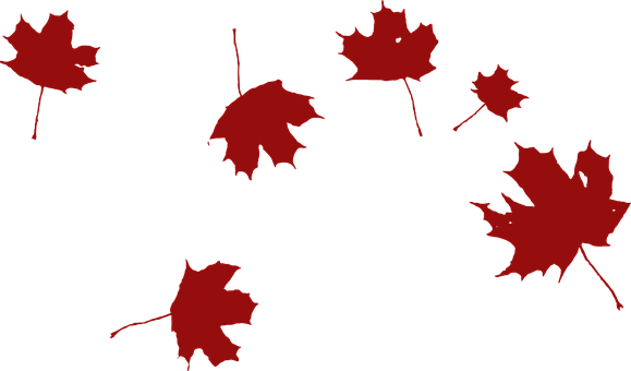 Maple Falling Wind Red Leaves Nature Autum - Grape Leaf Clip Art (579x340), Png Download
