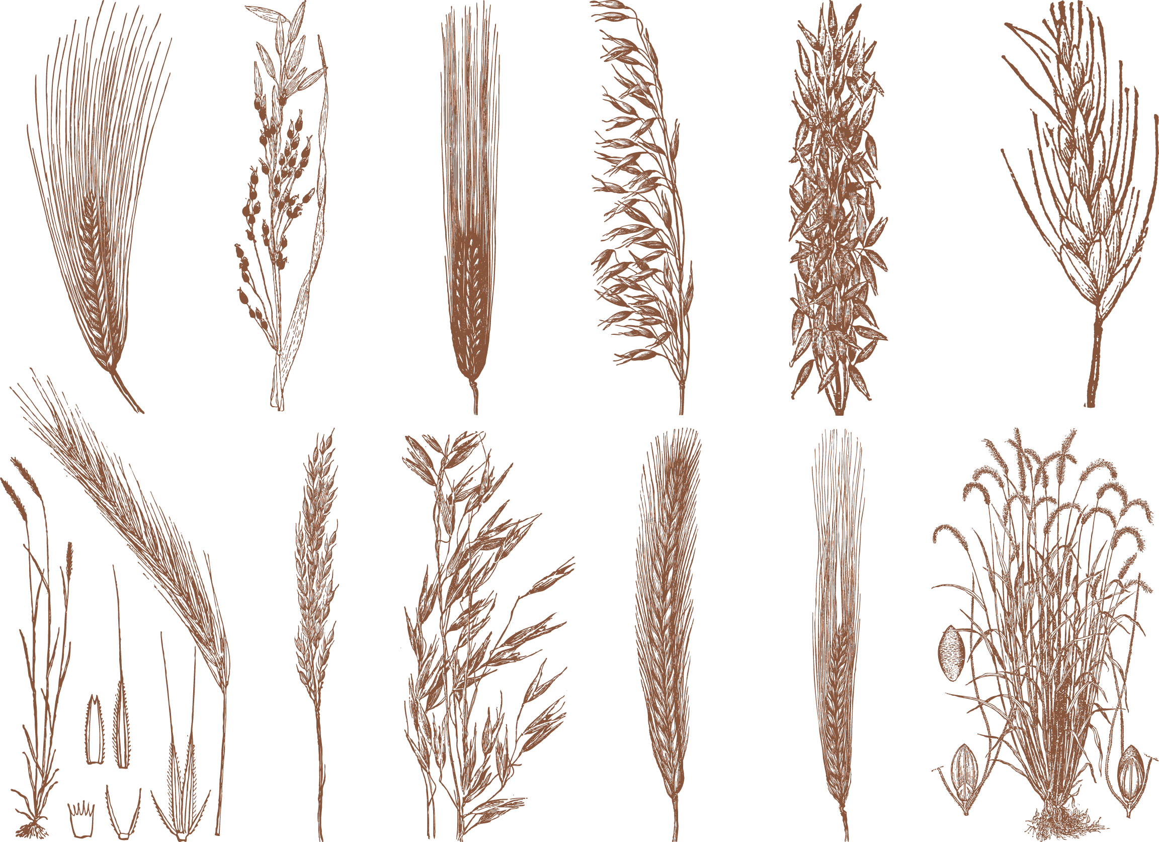 Drawing Cereal Grain - Rice (2304x1675), Png Download