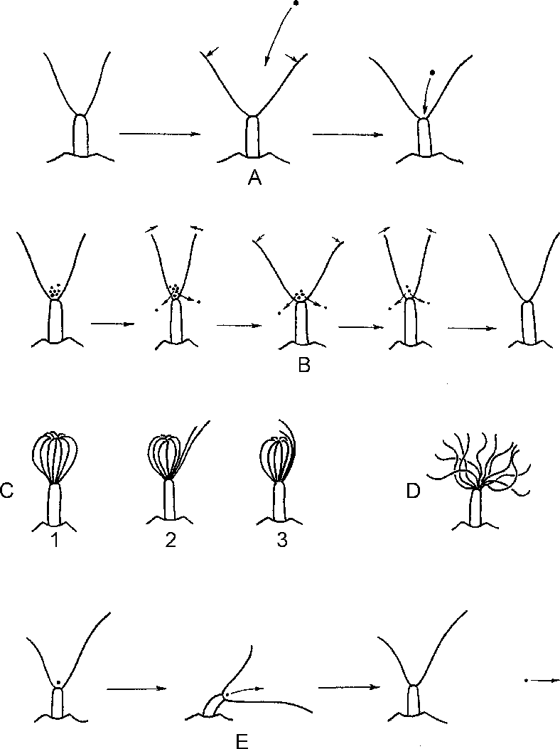 A, Lophophore Expansion Resulting In Particle Sucking - Drawing (788x1053), Png Download
