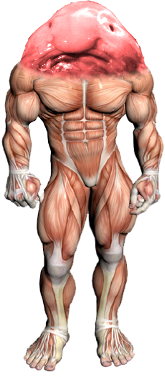 A Speculative 3d Model Of The Titan - Neck Muscle Exercises (432x766), Png Download
