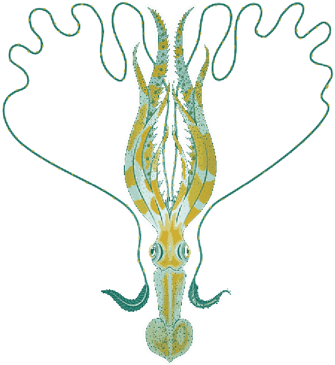 Mb Image/png - Cuttlefishes (800x958), Png Download