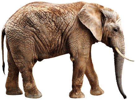 African Elephant Head Animals E Elephant - Twisted Envy Get Out Of My Way Elephant Novelty Mug (450x367), Png Download