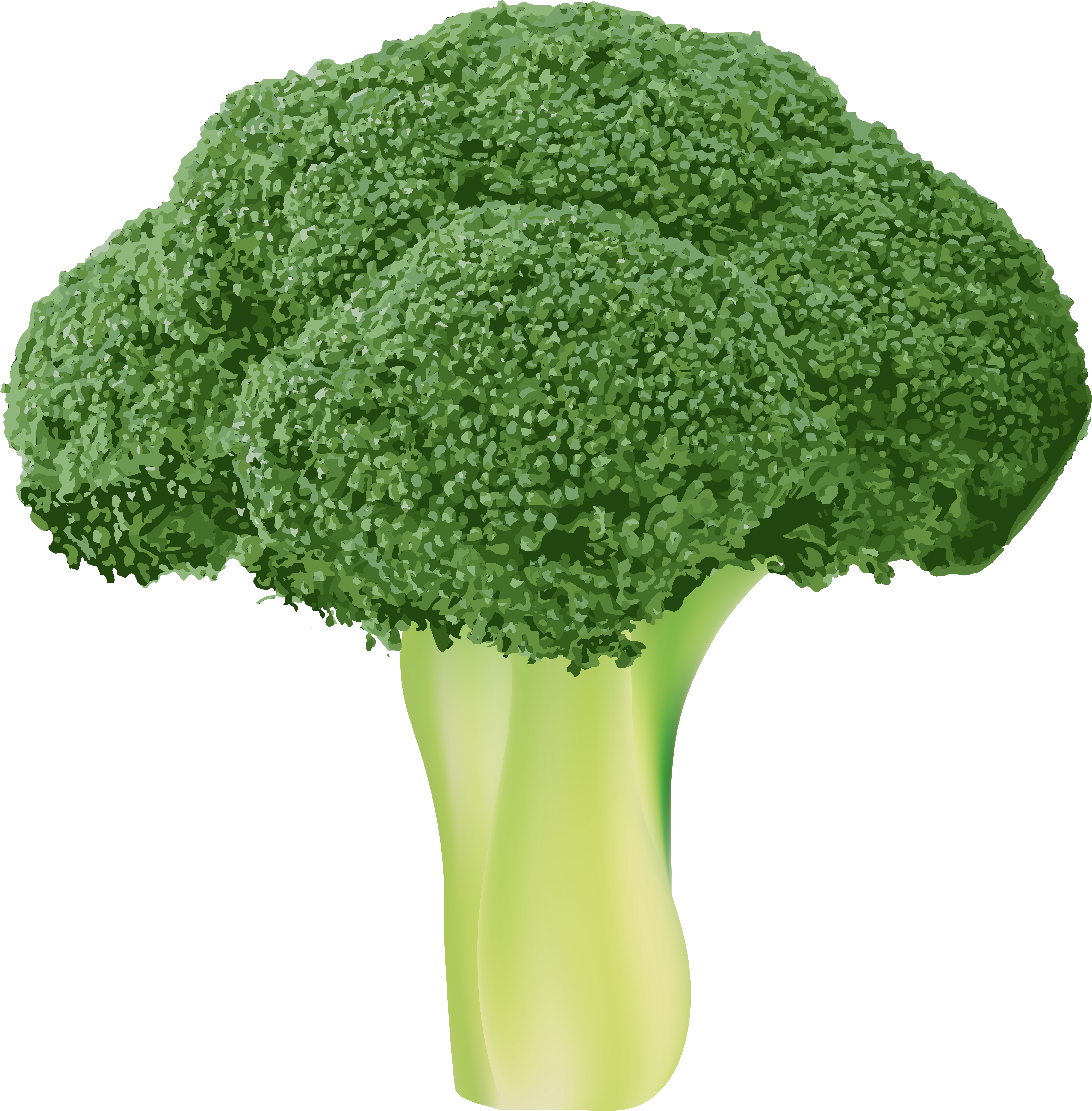 Broccoli Png (5897x6000), Png Download