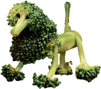 Png Transparent Poodle Broccoli - Broccoli Cows (482x403), Png Download
