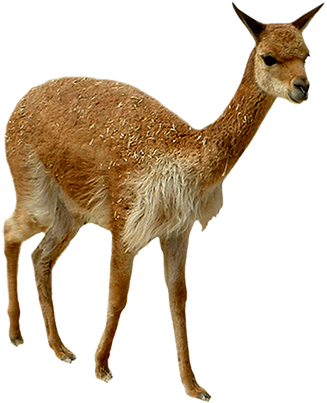Llama Clipart Brown - Vicuña Png (343x413), Png Download