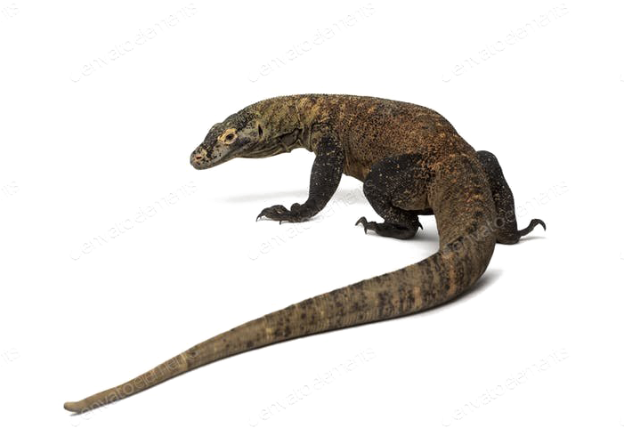 Komodo Dragon Png Photos - Lomodo Png (700x494), Png Download