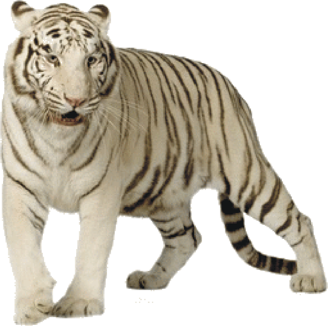White Tiger - White Tiger Png (1162x1174), Png Download