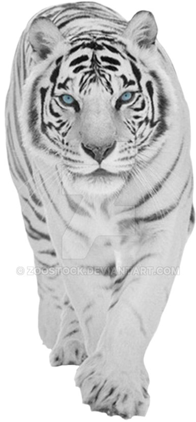 Vector Freeuse Download On A By Zoostock Deviantart - White Tiger Transparent Background (831x961), Png Download