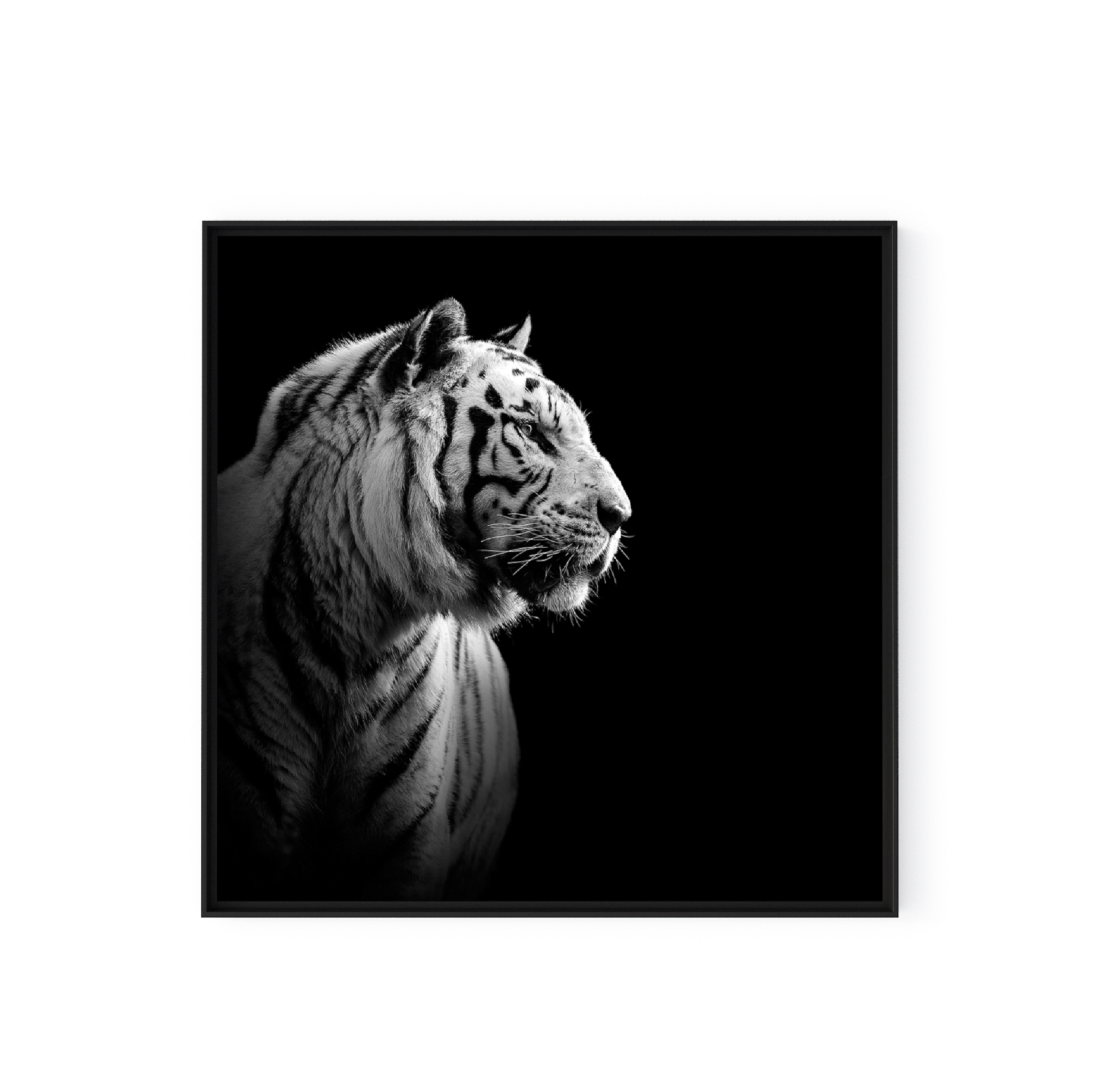 Photo The White Tiger - Just Because I Walk Alone Doesnt Mean Im Lost (2000x2000), Png Download