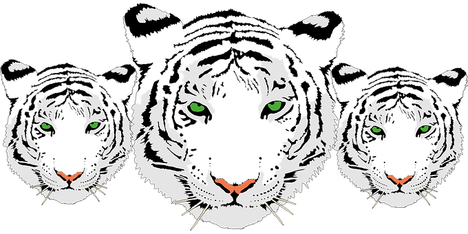 Tiger Head White Bengal Tiger India Carniv - 3 White Tiger Png (680x340), Png Download
