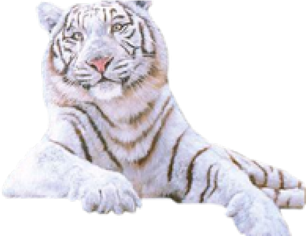 White Tiger Png Transparent Images - Gif (640x480), Png Download