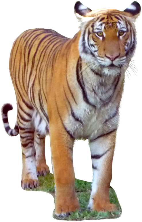 Malayan Tiger - Malayan Tiger Transparent Background (1134x800), Png Download