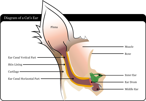 Ear (600x417), Png Download