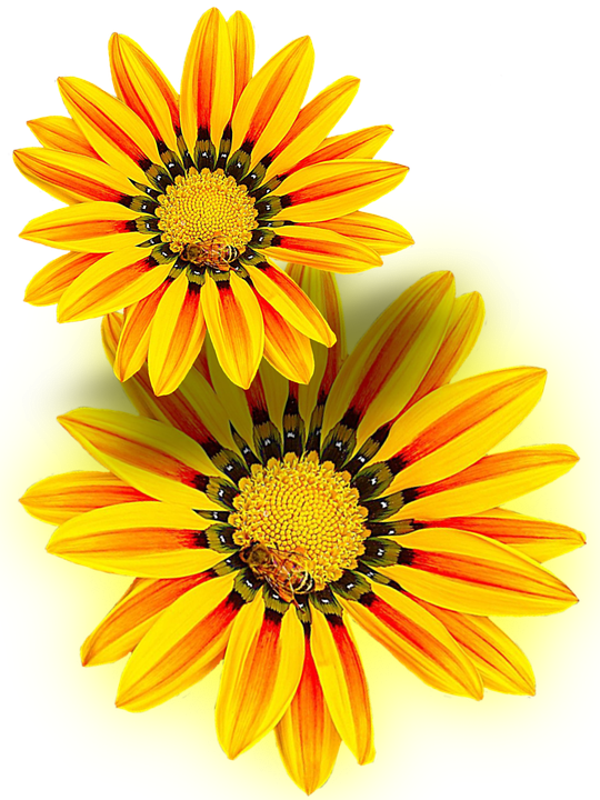 Yellow Flower, Yellow, Png, Isolated - Yellow I Flowers Png (540x720), Png Download