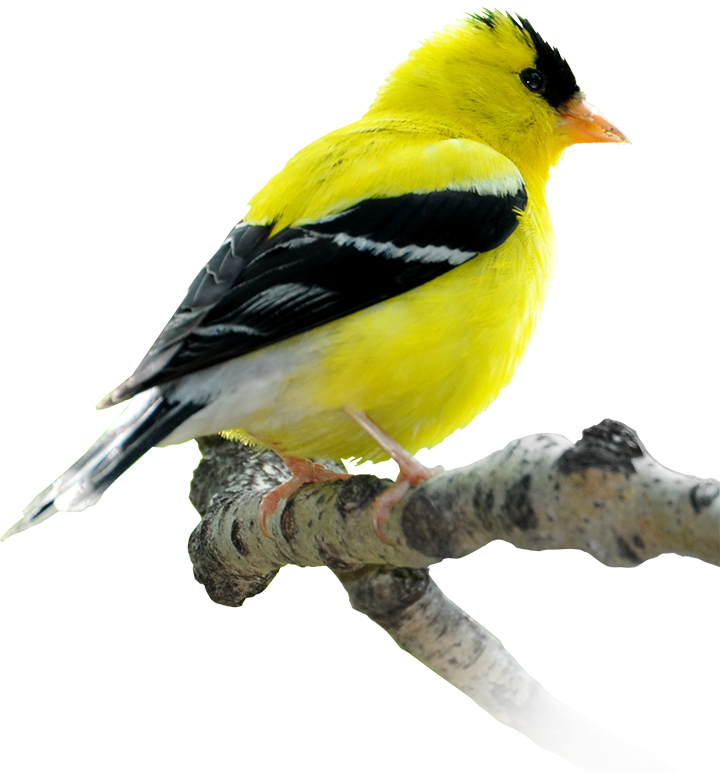 Fortwhyte Alive Is A Site Along Manitoba's International - Winnipeg Birds (720x773), Png Download