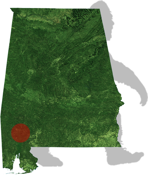 Alabama Bigfoot Map - Christmas Tree (500x612), Png Download