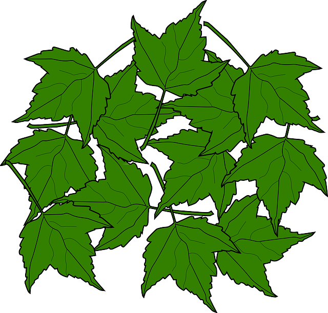 Maple, Fall, Leaves, Nature, Autumn, Foliage, Greenery - Green Maple Leaves Clipart (640x611), Png Download