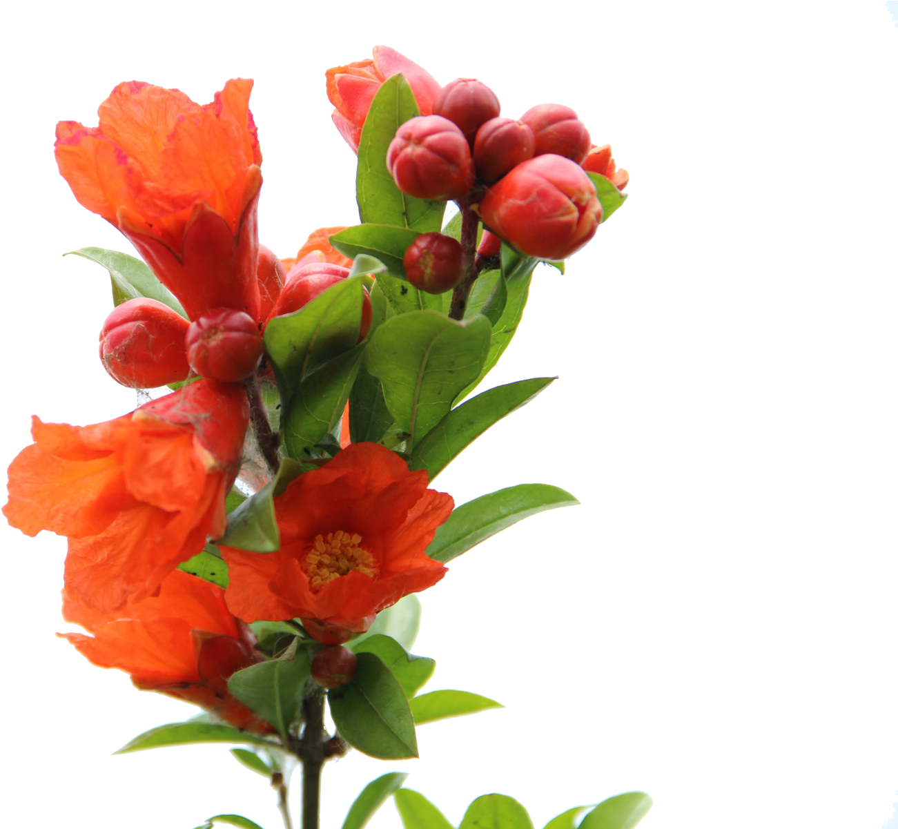 Banner Royalty Free Stock Juice Red Drink A Transprent - Pomegranate Flower Png (1800x1200), Png Download