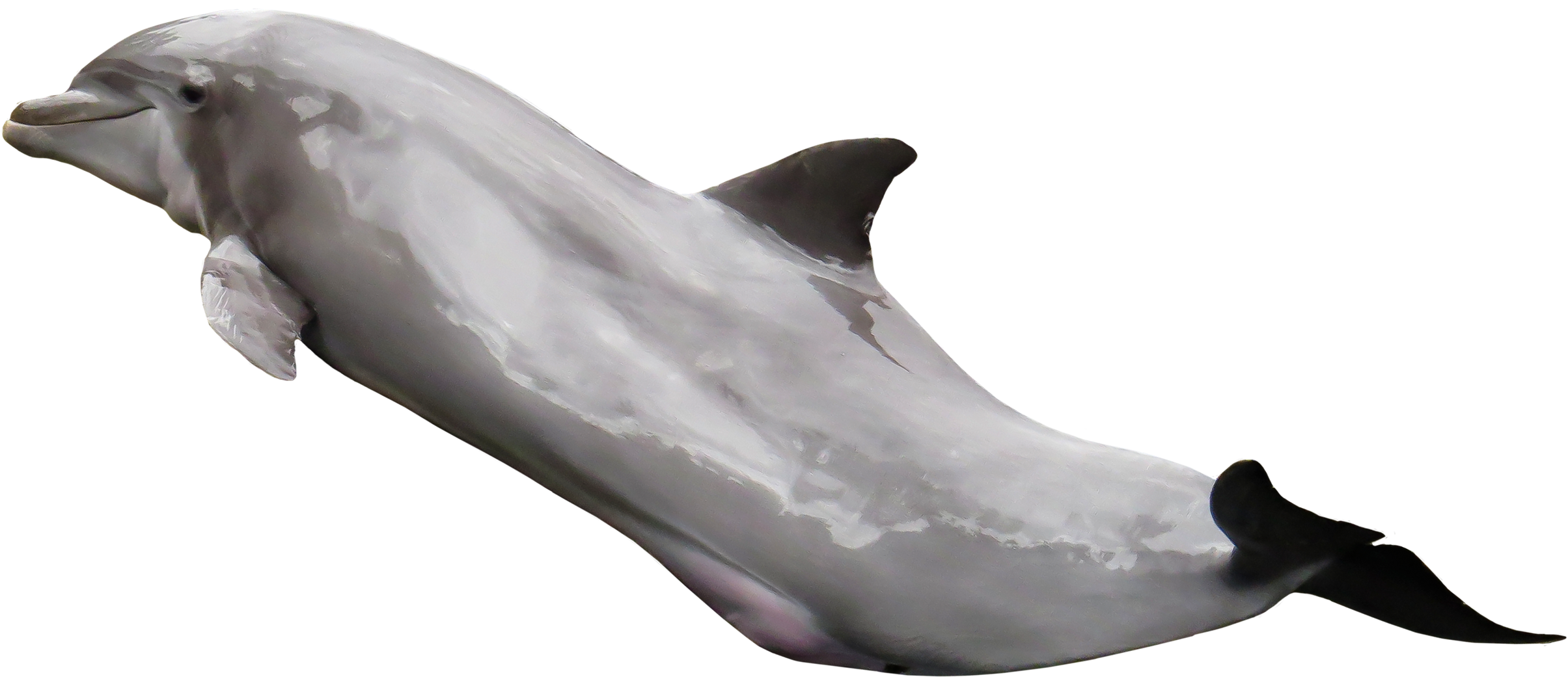 Dolphin Pngpix (2500x1174), Png Download