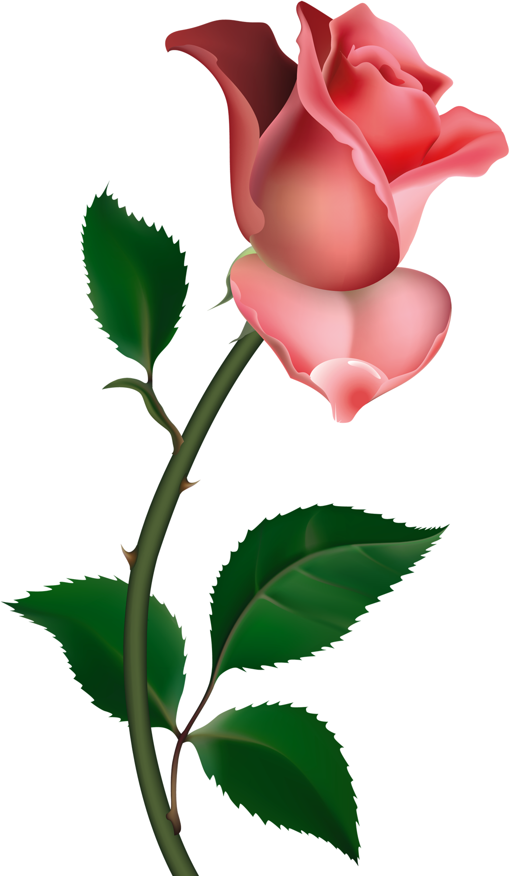 Painting, Pink Roses, Rose Buds, Clip Art, Flower Art, - Clip Art Rose (1080x1778), Png Download