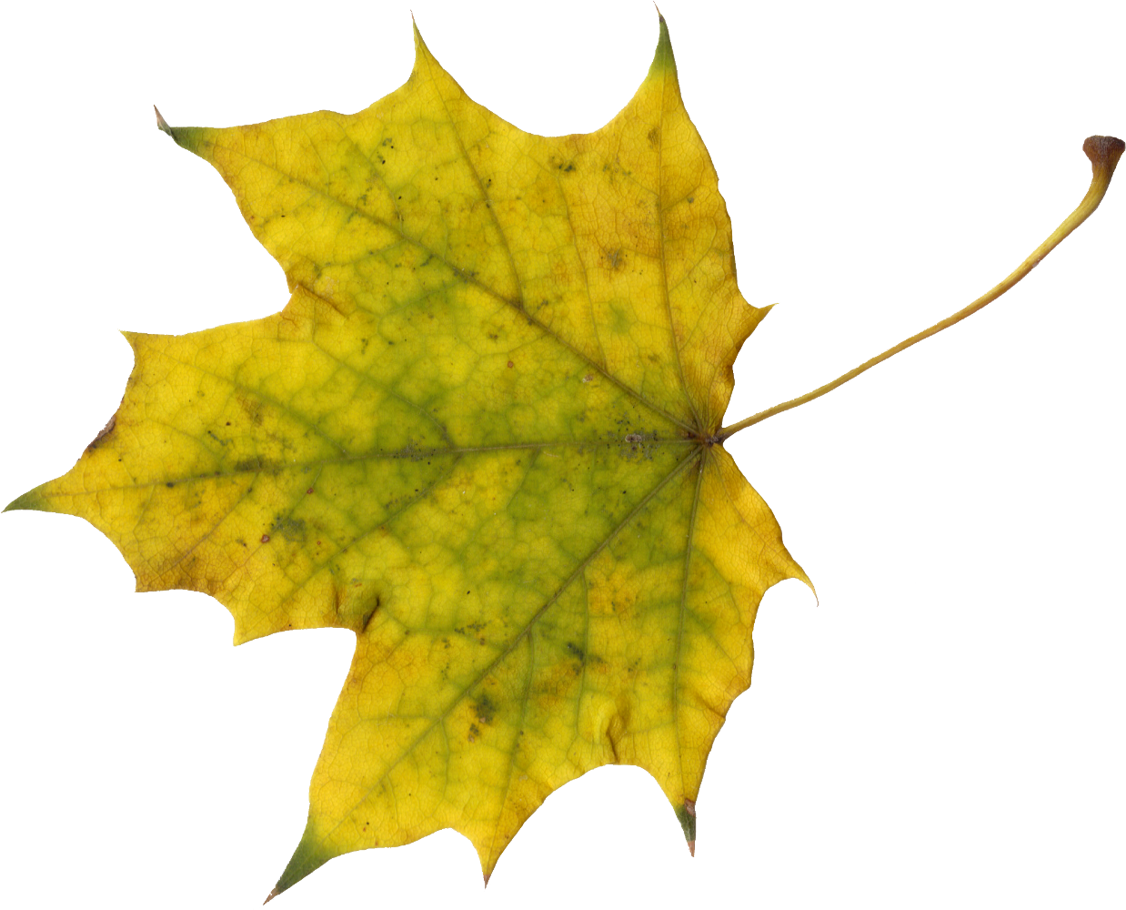Png File Size - Leaf (1024x827), Png Download
