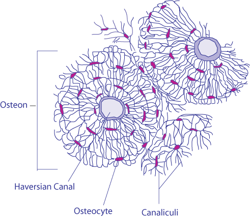 Transverse Section Of Bone - Haversian System (491x429), Png Download