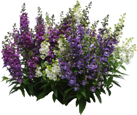 Pin By Melissa German On Psd - Hazzard's Seeds Angelonia Serenita Mix 1,000 Seeds (500x650), Png Download