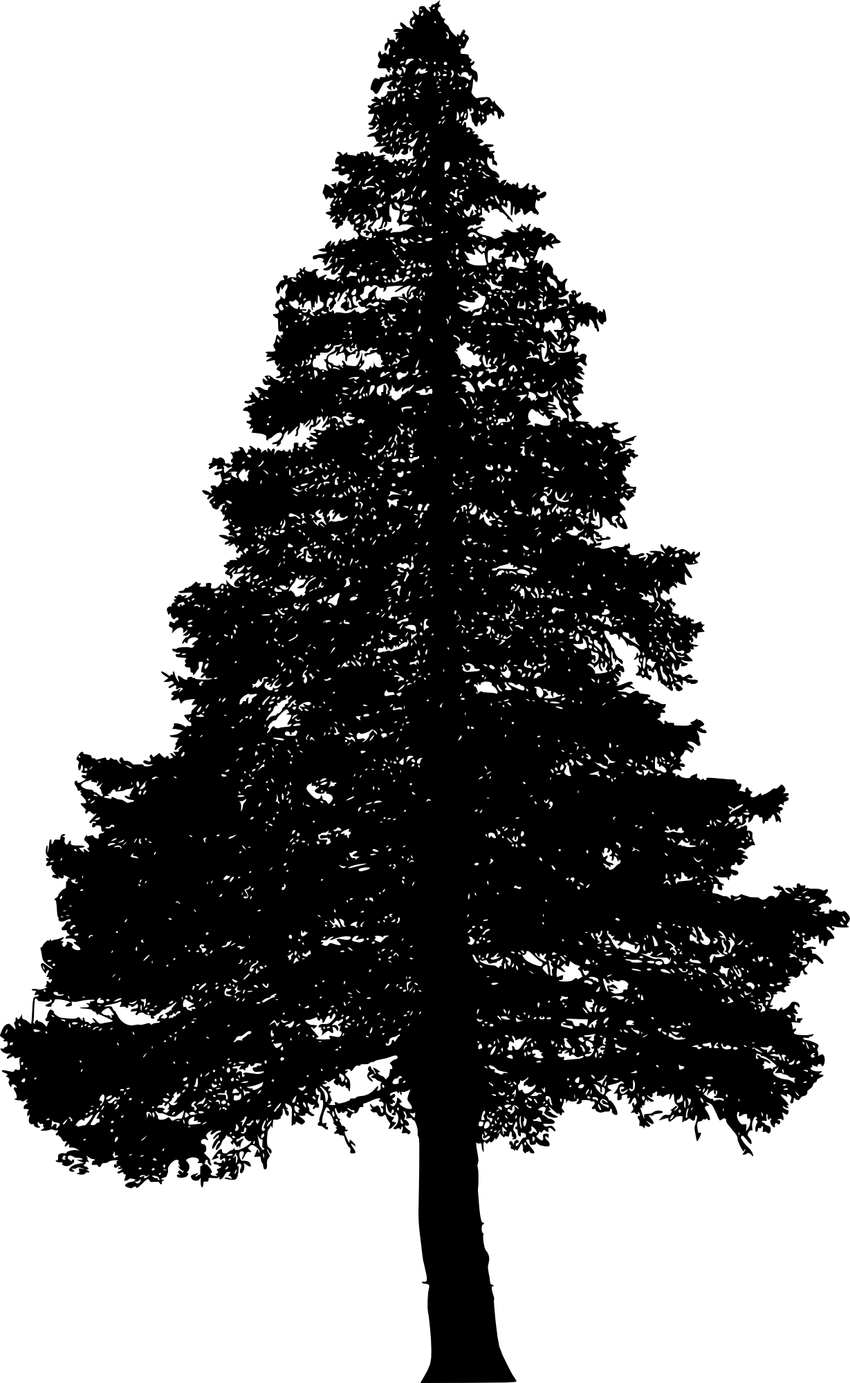 Free Download - Pine Tree Silhouette Png (1229x2000), Png Download