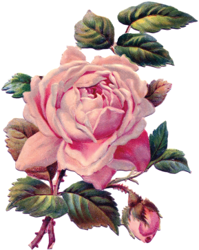 Pink Flowers 2017 11 202018 01 26http - Vintage Mothers Day Card Roses In Newsprint Jumbo & (573x437), Png Download