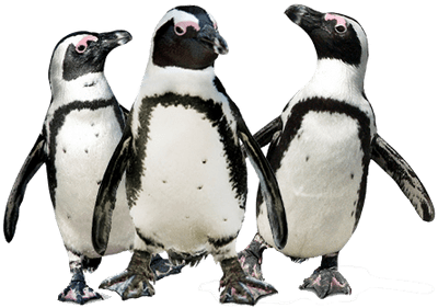 Penguin Trio - Penguins Transparent (400x400), Png Download