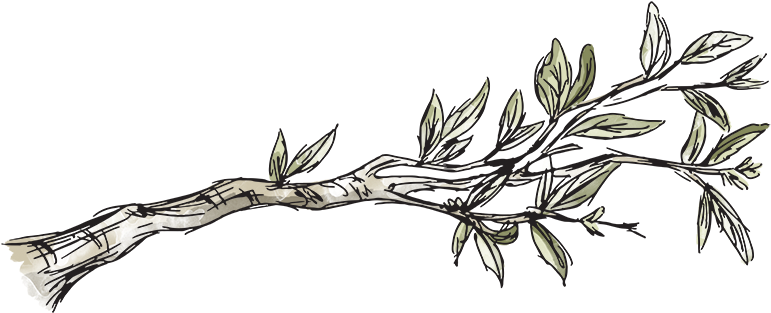 "we All Have Exciting Ideas And Ambitions For Trees, - Branch (800x333), Png Download