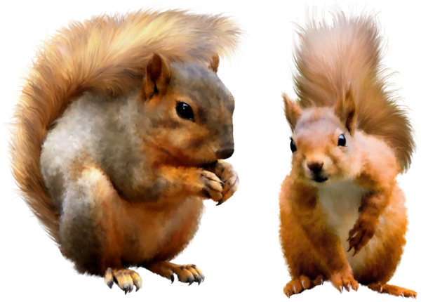 Transparent Background Squirrels Png (600x430), Png Download