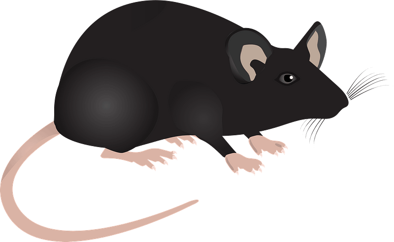 Lab Mouse Mouse Science Lab Animal Mammal - Mice Lab Png (553x340), Png Download