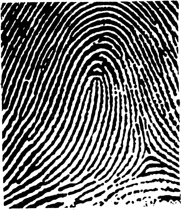 This Image Used For Decorative Purposes Only - Loop Fingerprint (600x684), Png Download