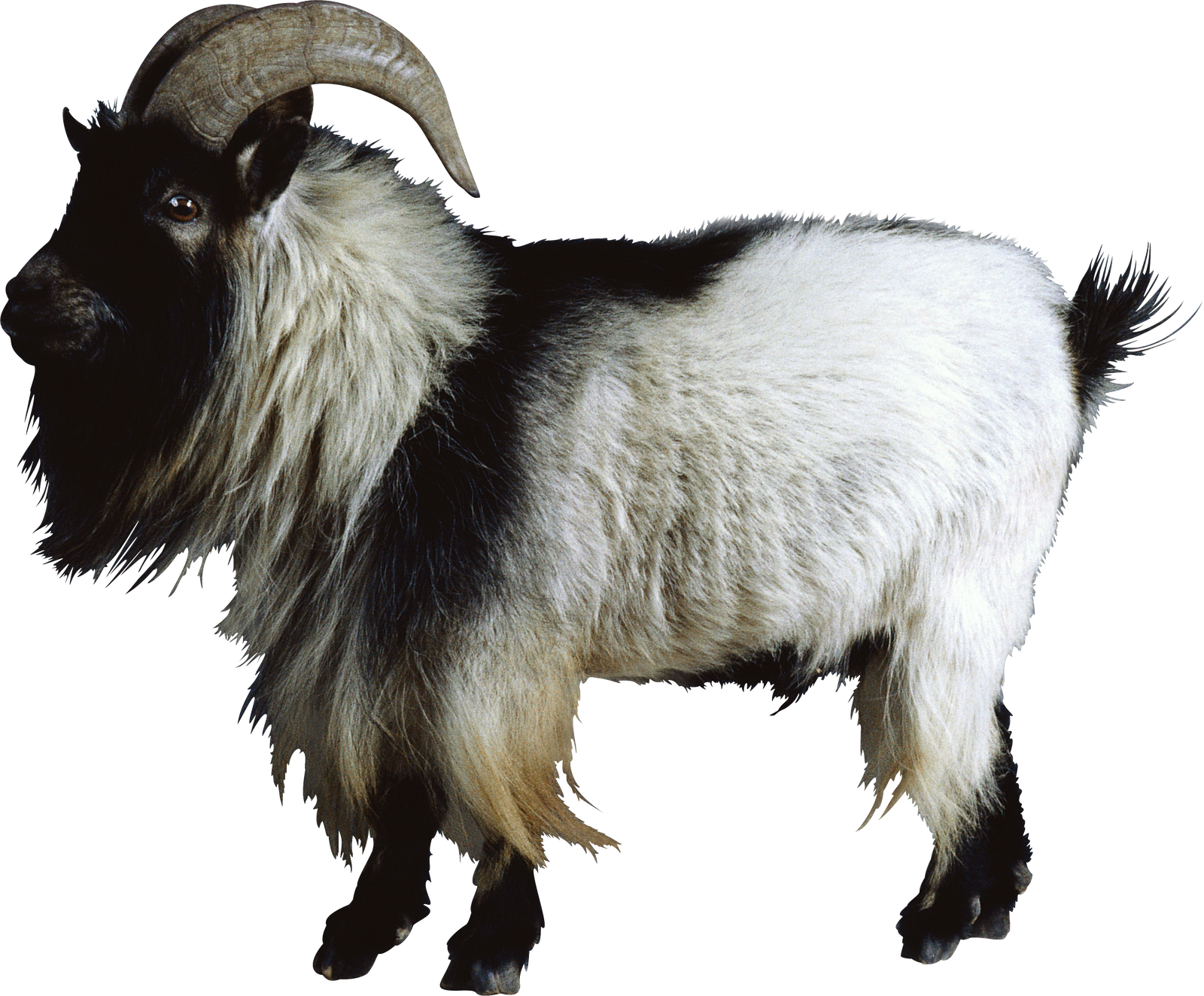 Free Goat Png Images - Mountain Goat Png (1600x1324), Png Download