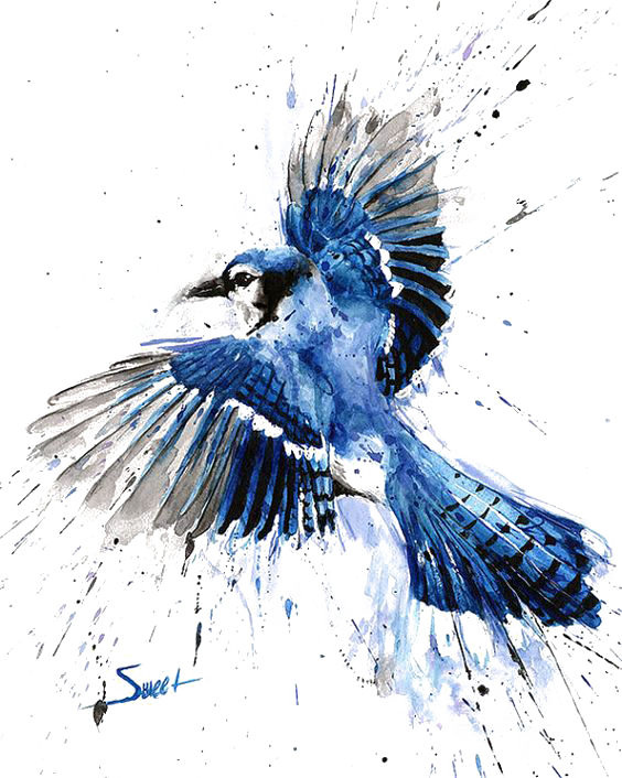 Bluejay Drawing Watercolor - Blue Jay Watercolor Painting (564x706), Png Download