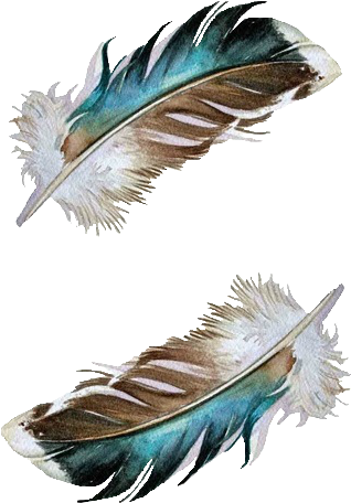 Duck Feathers By Jody Edwards - Mallard Duck Feather Tattoo (426x559), Png Download