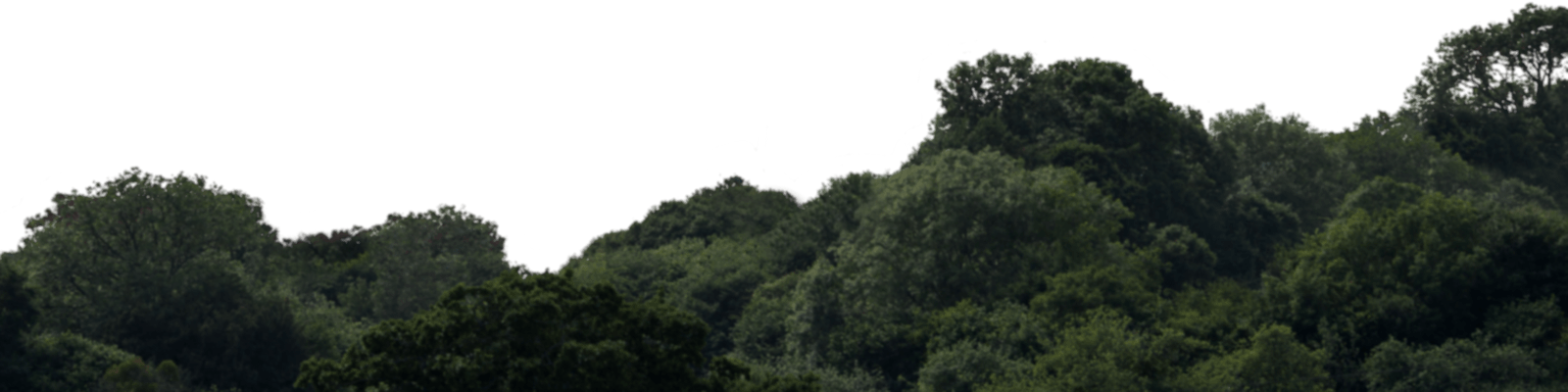 Backgrounds Max, Forest, Mountains - Old-growth Forest (1600x400), Png Download