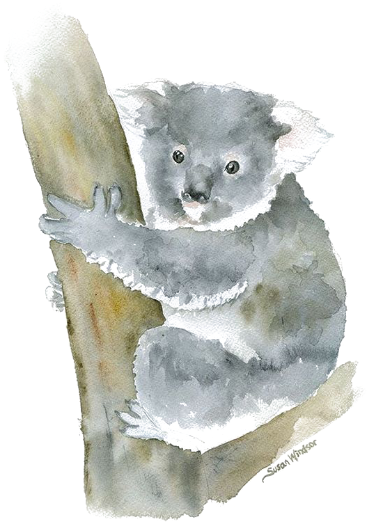 Koala Watercolor Painting Art - Koala Watercolor Painting Art Print - Mini By Susan (564x790), Png Download