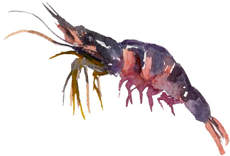 蝦子 插畫 (1024x1024), Png Download