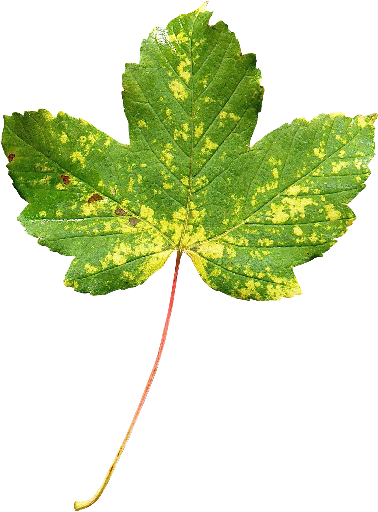 Maple Leaf Png Transparent Image - Maple (1600x1798), Png Download