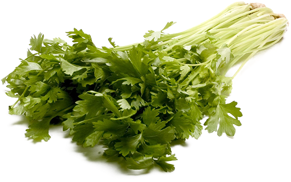 Celery Transparent Watercolor - Large Stalk Celery Png (600x600), Png Download