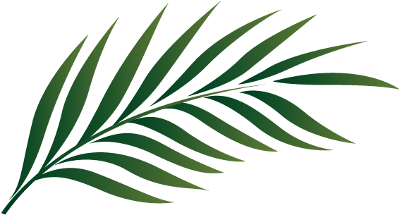 Palm Tree Leaf Clipart 19 1 - Palm Tree Leaf Clipart (575x356), Png Download