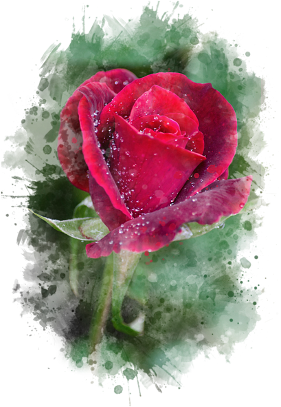 Red Rose Watercolor Art By Christina Rollo - Thank You Red Rose (452x700), Png Download