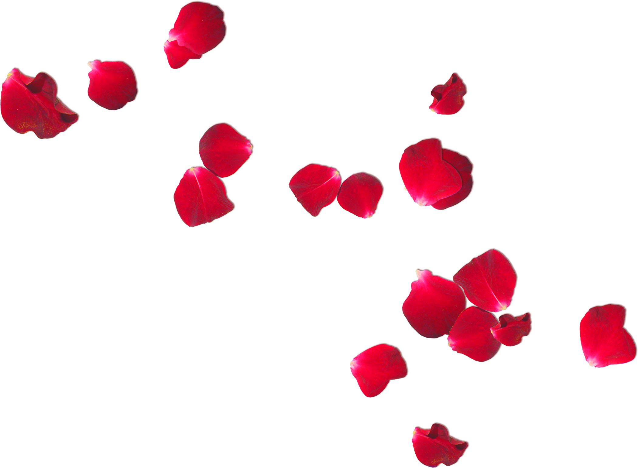 Rose Petals Png - Heaven Scent: Love Letters From Beyond [book] (2100x1541), Png Download