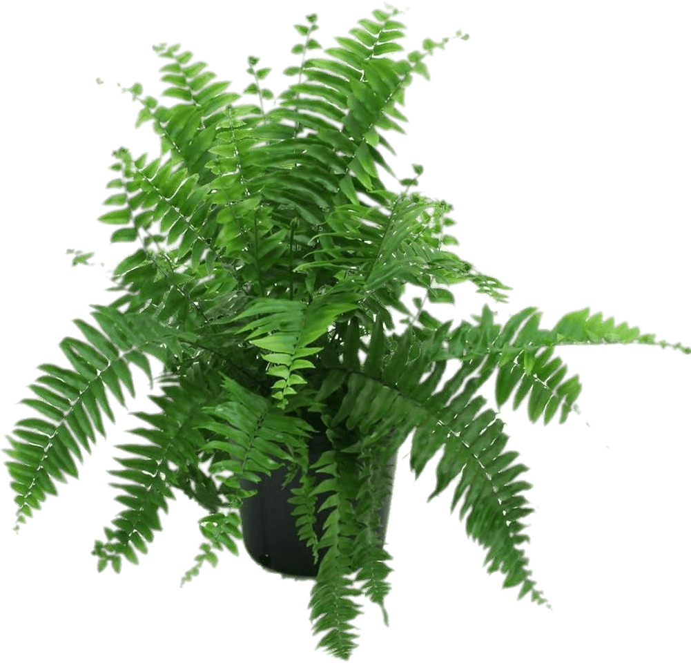 Nature - Ferns In Pot (1000x1000), Png Download