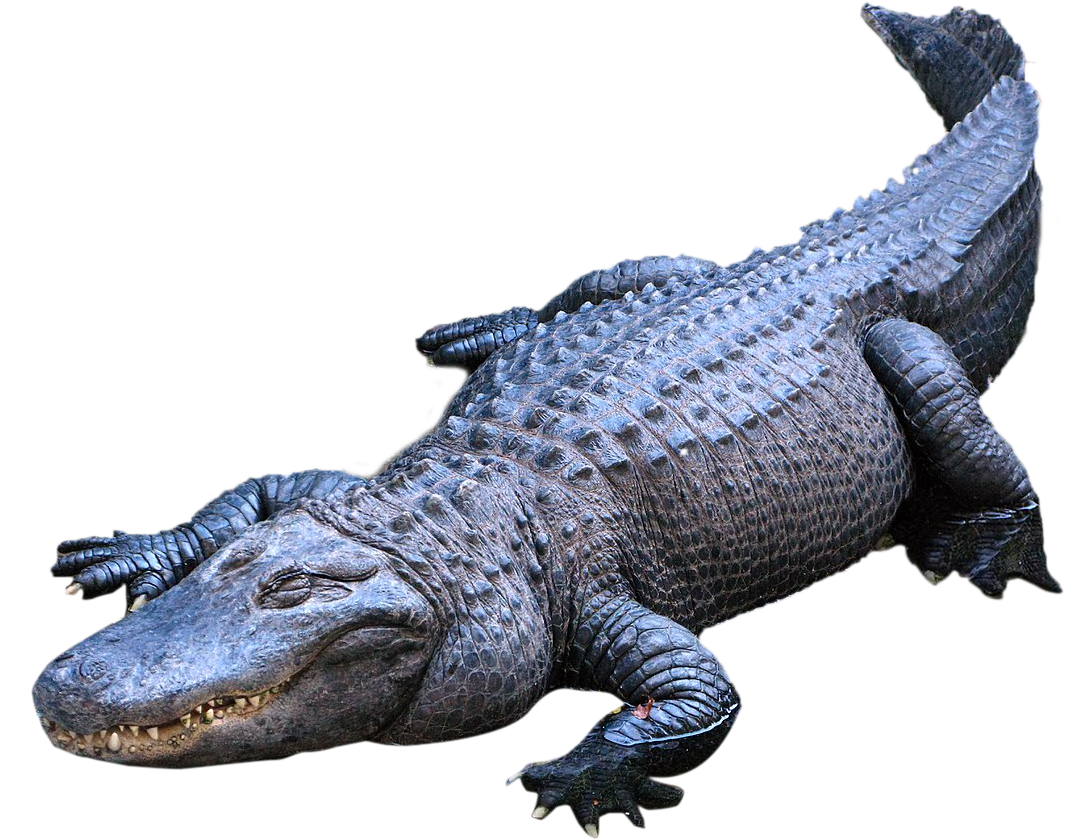American Alligator Crocodiles Nile Crocodile (1200x900), Png Download