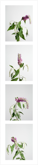 Butterfly Bushes - Bookcase (1000x750), Png Download